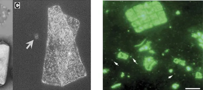 Figura  1.2  A:  immagine  da  microscopia  in  contrasto  di  fase  di  una  cellula  quadrata  (Haloquadratum walsbyi) contenente vescicole gassose; B: micrografia elettronica di una vescicola 