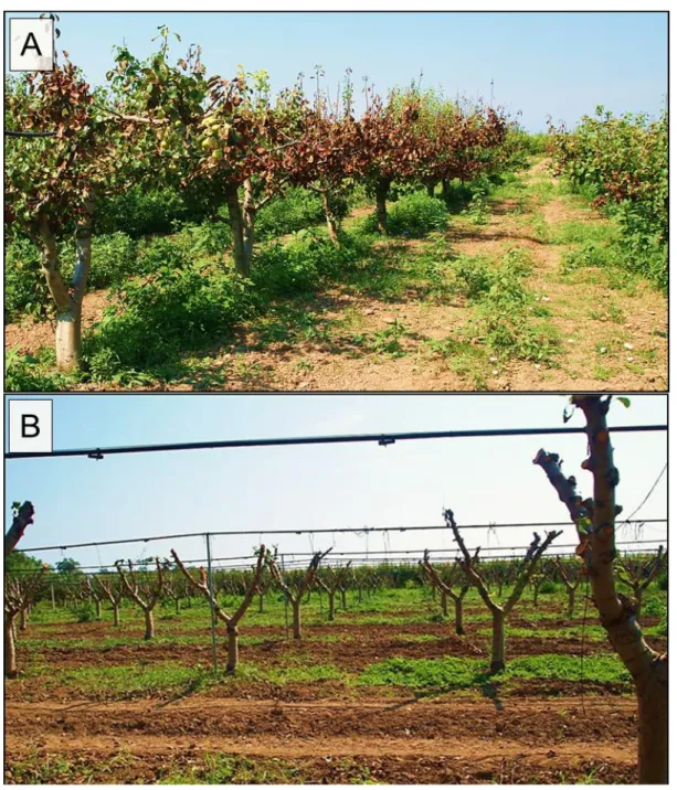 Figure 3 Two pictures demonstrate the fast and the aggressive manner of the fire blight infection 