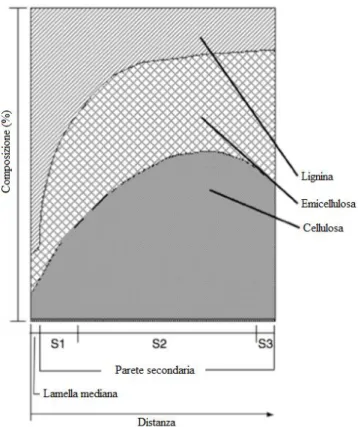 Figura 5: Distribuzione di cellulosa, emicellulosa e lignina nella parete cellulare secondaria [11]