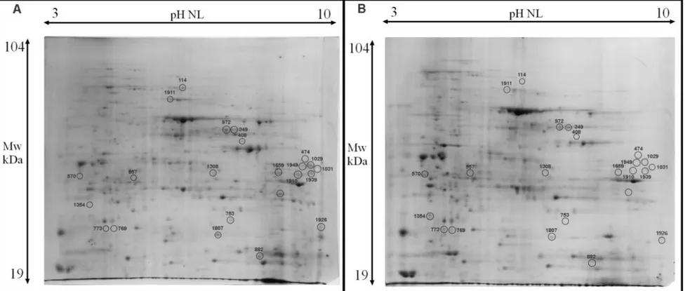 Figure 10. Representative 2-DE Coomasie-stained gels of total protein extract of W303-1B wild type and Δyca1  S