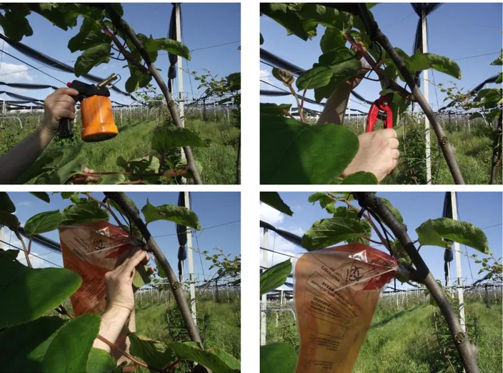 Fig. 12 – different steps of the kiwifruit sap collection in the field.  