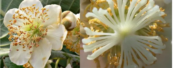 Fig. 2 – Male flower (left) and female flower (right) of kiwifruit plants. 