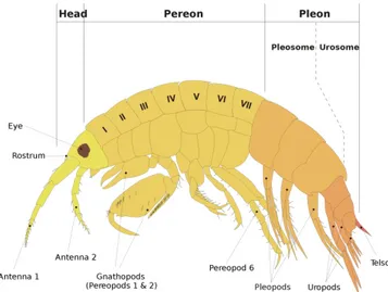 Figure 2.3 - Typical morphology of an amphipod crustacean.