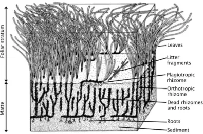 Figure 2.1 - Schematic representation of the structure of a Posidonia oceanica meadow).