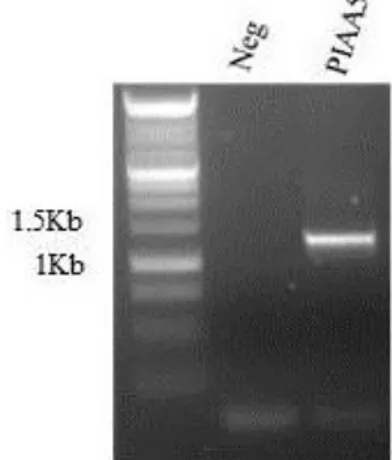 Figure 3.1 :  Amplification of PIAA5 (1279 bp) from gDNA. PIAA5 amplification was confirmed by the presence of a 