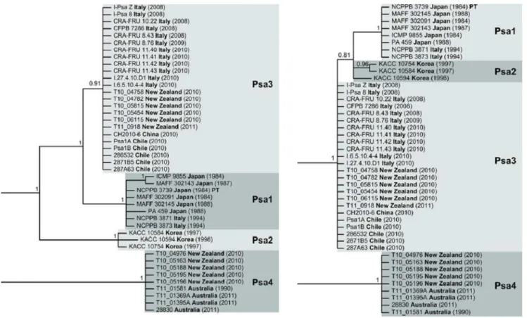 Fig. 4 The 4 haplotypes recognized within Psa population according to MLSA on housekeeping (A) and 