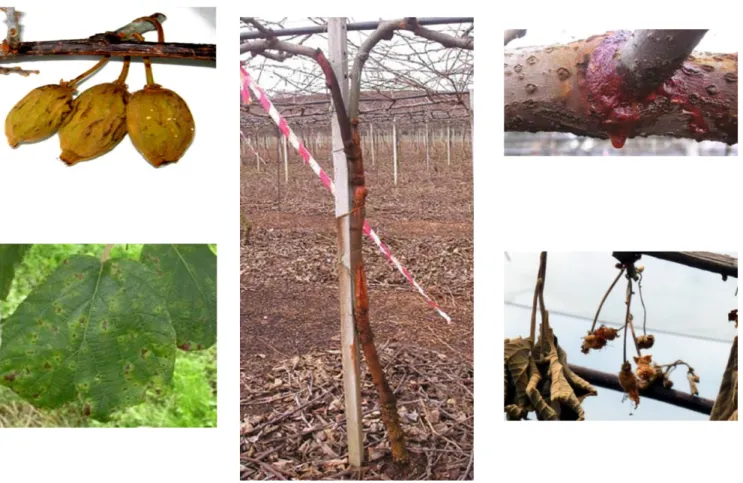 Fig. 1  Symptoms of bacterial canker on kiwifruit. A) collapsed fruits; B) brown leaf spots with chlorotic 
