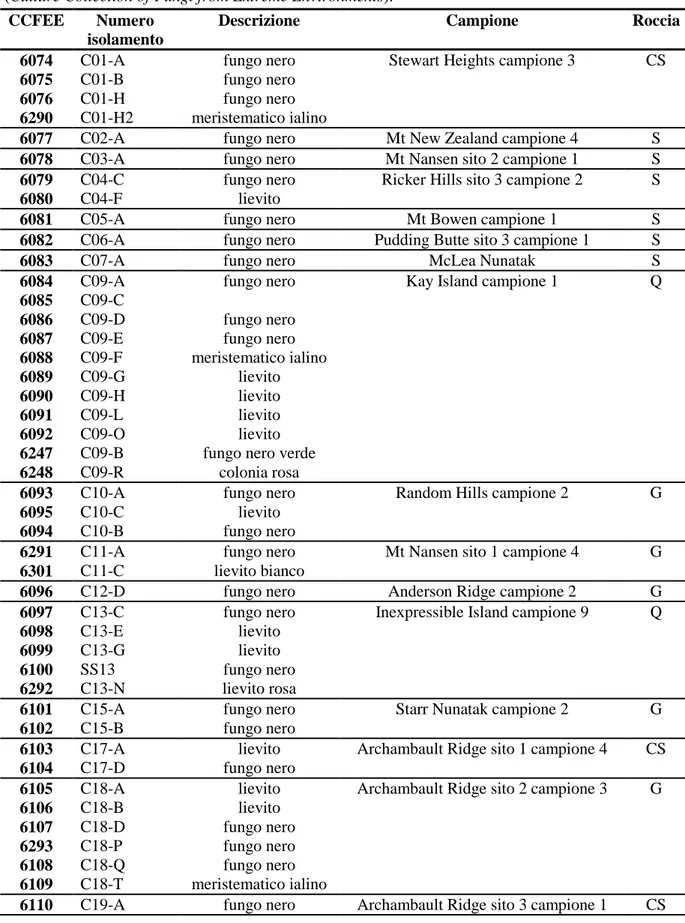 Tab.  4.2.  Elenco  dei  funghi  neri  isolati  con  codice  di  isolamento  e  numero  di  accesso  alla  CCFEE  (Culture Collection of Fungi from Extreme Environments)