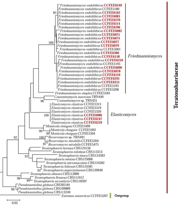 Fig.  4.4.  Albero  ITS  delle  specie  Friedmanniomyces  endolithicus  e  Elasticomyces  elasticus  ottenuto  con  analisi  Neighbour  Joining
