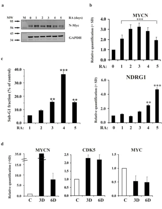 Figure  2.  MYCN  increases  during  the  first  days  of  differentiation  in  LAN-5  cells  and  in  mouse  cortical  embryonic neural  progenitors  a)  Representative  blots of the N-Myc protein  in  LAN-5  cells untreated  (0) or 