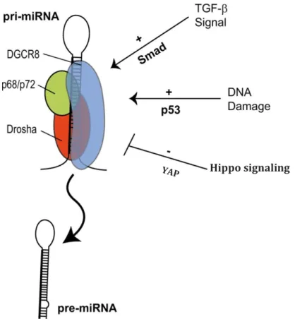 Figure  2.  Post-transcriptional  regulation  of  miRNA  biogenesis  in  response  to  cellular  signals