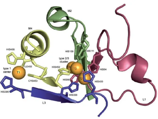 Figure 21. Cooper binding residues of laccase from Trametes versicolor. The copper centers are shown in  orange