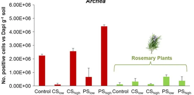 Figure 3.4  -  Archaea detected by FISH at day 180 in the Control and soils treated with cattle (CSlow,  CShigh) or pig (PSlow, PShigh) anaerobic digestate  derived compost at low (30 t ha−1) or high (60 t ha−1)  concentrations, in the absence (left side) 
