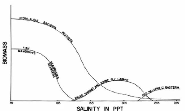 Fig.  1.9  Stima  della  successione  dei  principali  organismi  in  una  salina  in  funzione  della  salinità            