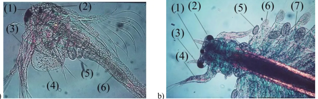 Figura 2.3 a) Larva di Artemia  LQIDVH³LQVWDU9´) occhio naupliare, 2) occhi laterali composti, 3) antenna, 