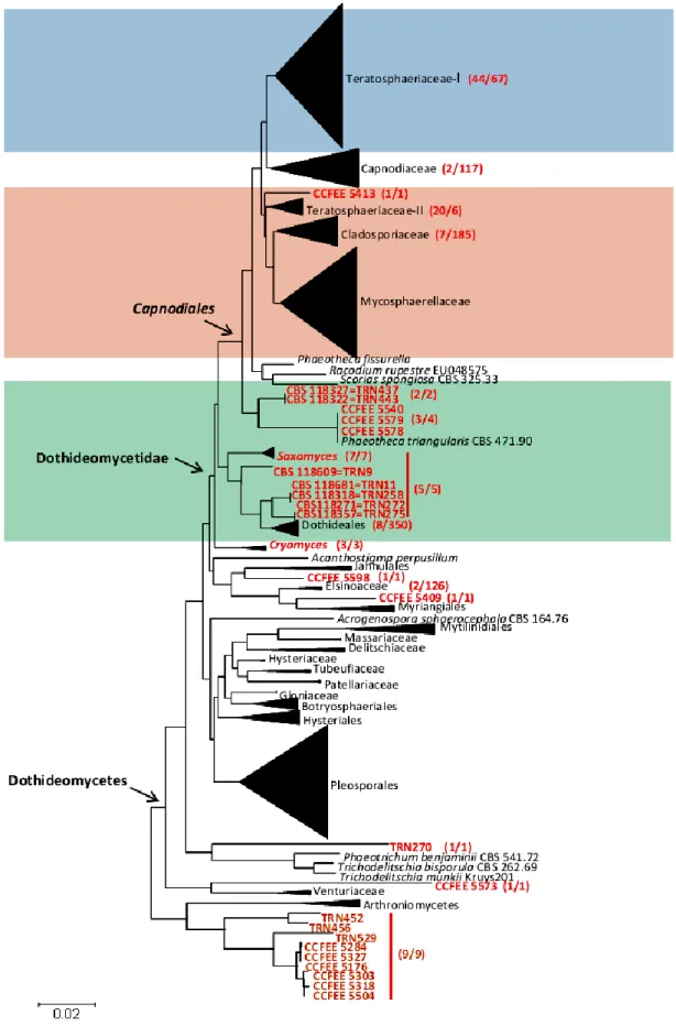Fig.  1  LSU  phylogenetic  tree  of  class  Dothideomycetes,  resulting  from  Bayesian  analysis  of  698  species