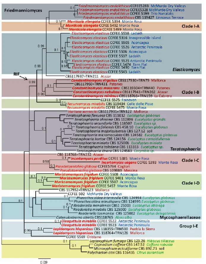 Fig. 4. Multilocus tree of family Teratosphaeriaceae I, resulting from a Bayesian analysis of nucLSU, RPB2, ITS, 