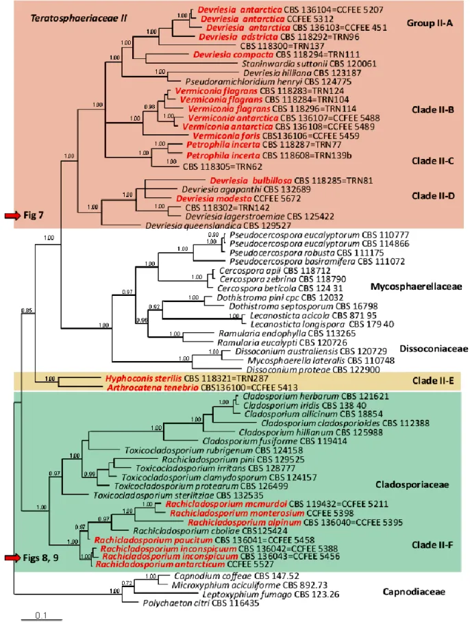 Fig. 6 Two-gene phylogenetic tree of representative families of Capnodiales, resulting from a Bayesian analysis 