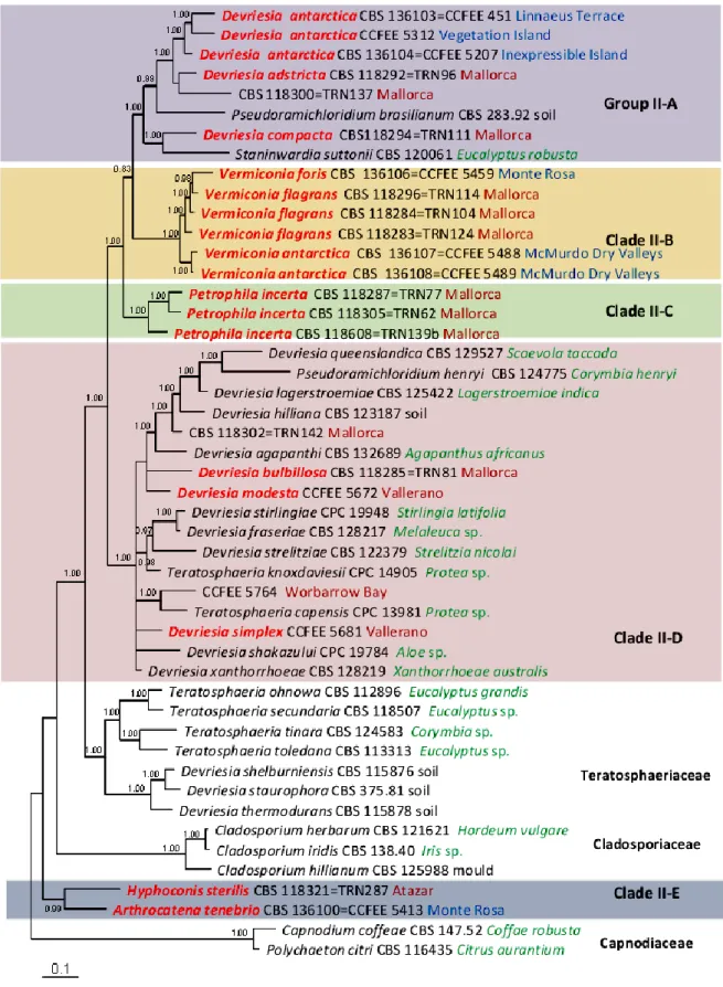 Fig. 7 Four-gene phylogenetic tree of family Teratosphaeriaceae II, resulting from a Bayesian analysis of the 
