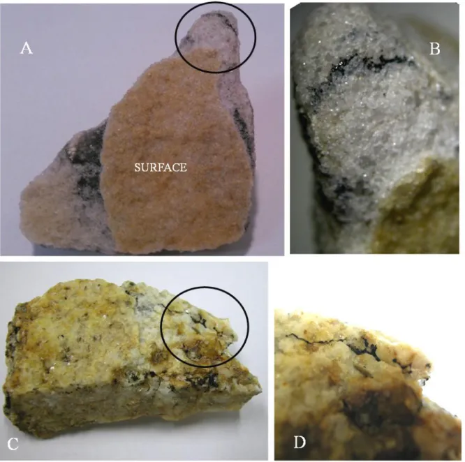 Fig. 1. A. Sandstone with endolithic colonization. B. Detail of endolithic colonization