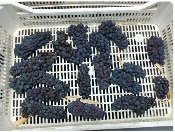 Fig. 4.2.1 Pignola grapes during dehydration. 