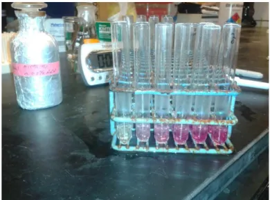 Fig. 4.4.3 Uronic acid standards. 