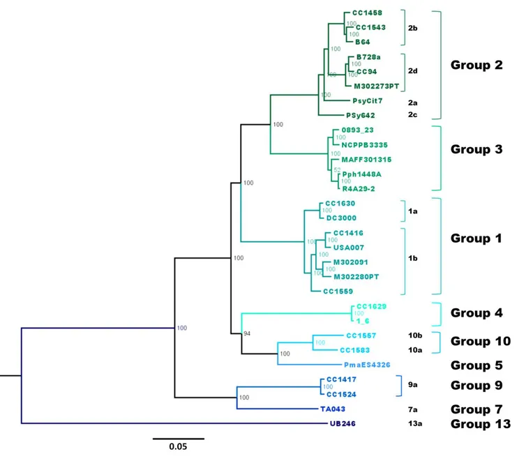 Figure 2. Bayesian phylogeny of the core genome of 29 P. syringae strains. 