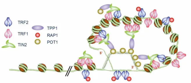 FIG 7 : Schema del t-loop con associate le proteine dello shelterin (Pisano et al; 2008)