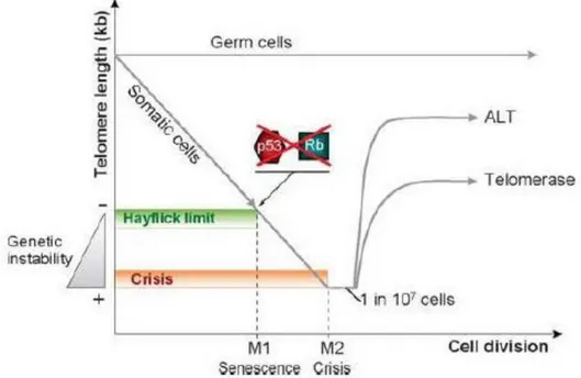 FIG 8: Grafico mostrante le varie fasi attraversate dalle cellule nella via che porta alla degenerazione tumorale 