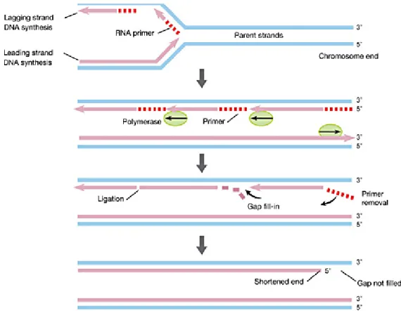 FIG 9: Rappresentazione schematica della replicazione del DNA caratterizzata dall’ end replication problem