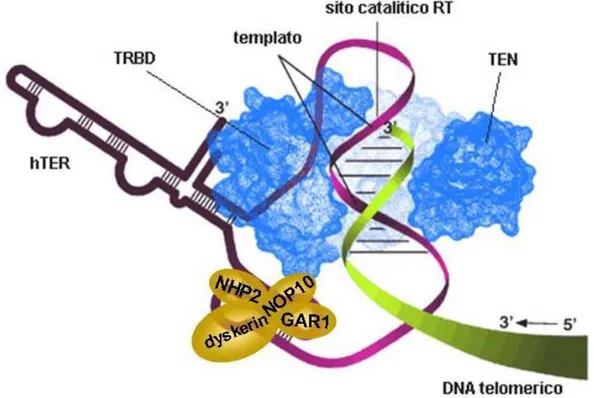 FIG 10 : Rappresentazione della telomerasi, costituita da hTER, hTERT e da specifiche proteine accessorie 
