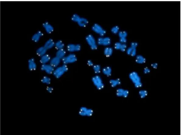 FIG 1: Telomeri umani rilevati con sonde fluorescenti