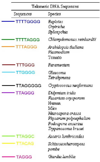 FIG 2: Sequenze delle ripetizioni telomeriche di alcuni organismi 