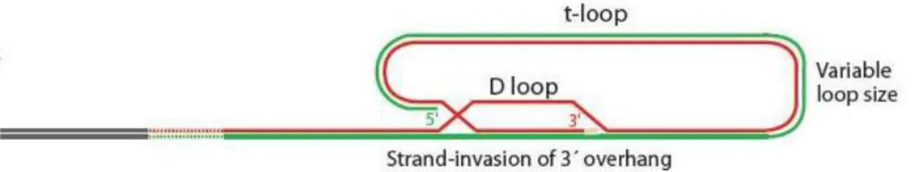 FIG 3 : Rappresentazione schematica del modello “t-loop” (Palm e de Lange, 2008)