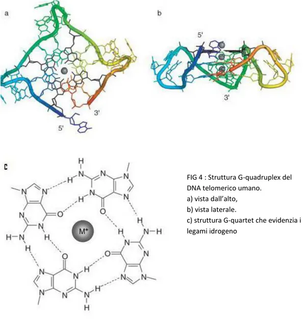 FIG 4 : Struttura G-quadruplex del  DNA telomerico umano. 