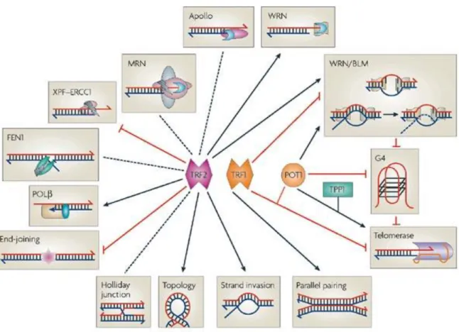 FIG 5 : Schema delle interazioni fra le proteine TRF1, TRF2 e Pot1 con gli altri complessi presenti sul telomero  