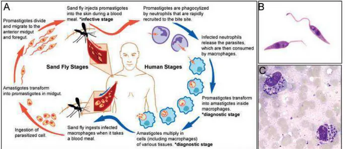 Figura  7.  Leishmania:  ciclo  vitale  e  forme  replicative  del  protozoo.  A)  Diagramma  del  ciclo  vitale  di 