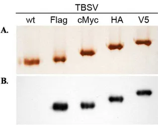 Figura 9. Caratterizzazione delle chimere a livello proteico. A) Analisi SDS-PAGE delle nanoparticelle 