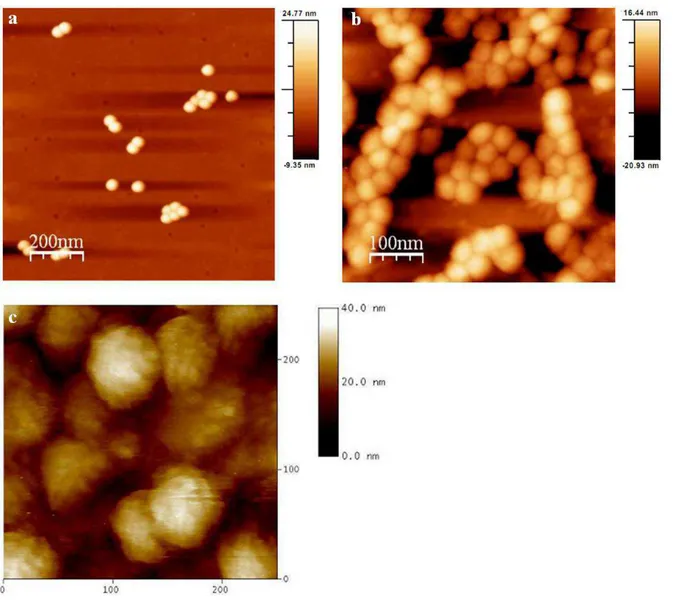 Figura  12.  Imaging  a  forza  atomica  delle  nanoparticelle  del  virus  vegetale  TBSV