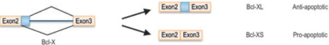 Figura 9. Schematizzazione delle sequenze regolative dello splicing alternativo (Manley et al., 2005) 