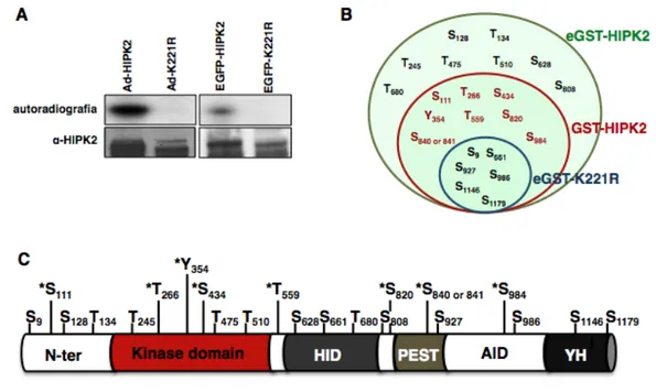 Figura  12.  HIPK2  è  fosforilata  ed  auto-fosforilata.  A)  Fibroblasti  embrionali  murini  sono  stati  infettati  con  un  adenovirus  ricombinante  che  veicola  HIPK2  nativa  (AdHIPK2)  o  il  mutante  K221R  (AdK221R)  oppure  sono  stati  trasfe
