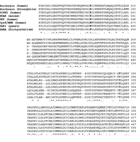 Figura  3.  Conservazione  del  dominio  catalitico.  Allineamento  delle  sequenze  del  dominio  catalitico  delle  proteine  indicate effettuato mediante il programma Clustalw