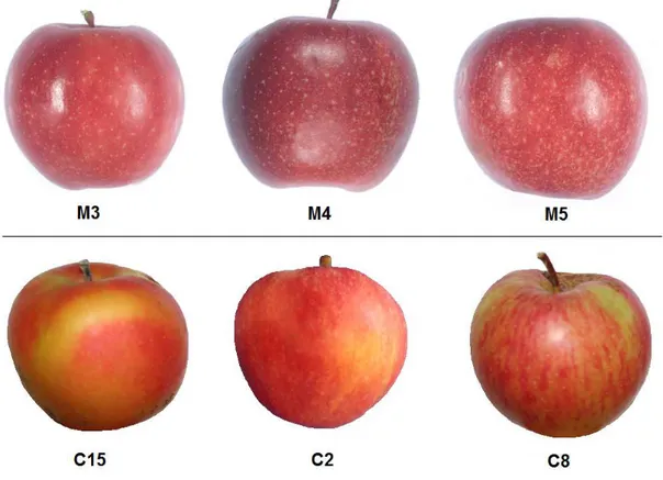 Figure 9. Mature apples of  Italian Red Passion lines. 