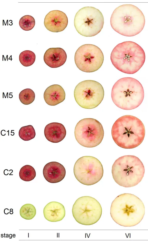 Figure 10. Colour evolution in flesh tissue  of IRP apple during development. 