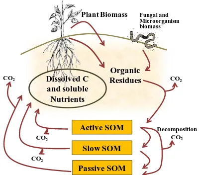 Figure 6: Cycle of soil organic matter (Source: Brady and Weil, 1999) 