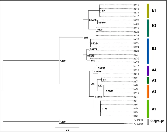 Figure  2.  Phylogenetic  relationships  between  mtDNA  haplotypes.  The  tree  shows  the  results  for  Bayesian  Inference (BI) and Maximum Likelihood (ML) analyses