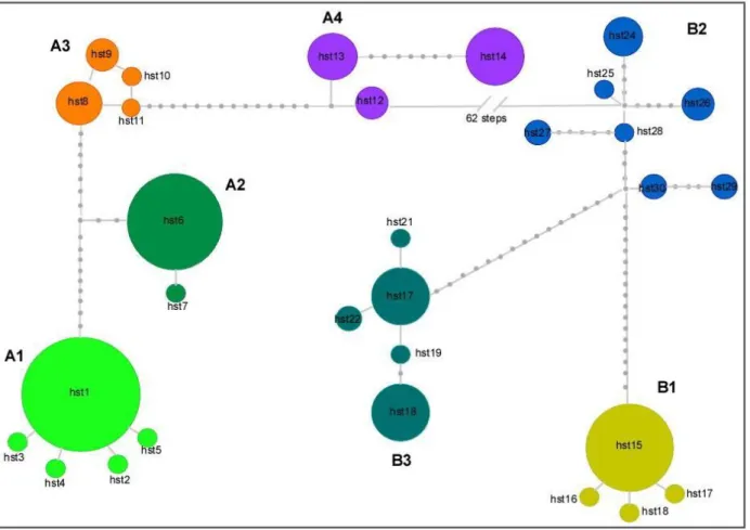 Figure 3. Median joining haplotype network based on the 194 mitochondrial concatenated sequences of Cytb  and  ND2  genes