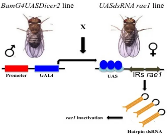 Figure  6  GAL4/UAS  System  for  RNAi  induction.  Gal4/UAS  system  is  a  very  powerful  tool  allowing  the  tissue  specific  gene  silencing