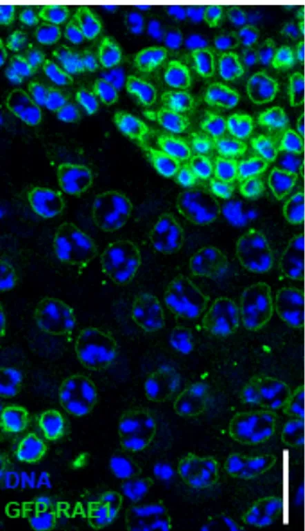 Figure 9. Particular of  GFP-RAE1 localization pattern under  the  control  of  testis-specific  GAL4  driver