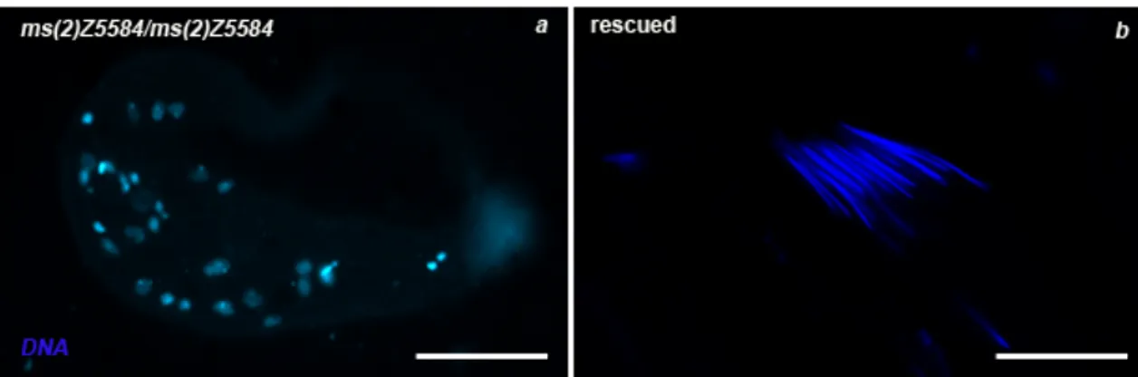 Figure  13.  Cytology  of  rescued  males.  DNA  (DAPI  staining)  in  blue,  RAE1-GFP  in  green